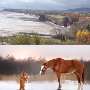 Tatamagouche Horses Dogs Moving Shore